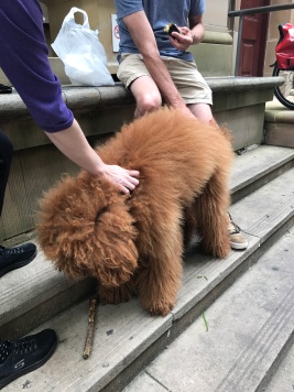 Giant fluffy dog